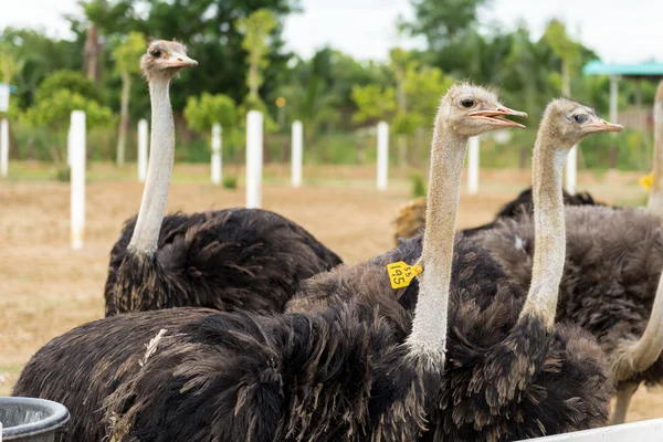 Avestruces en una granja — Foto de Stock