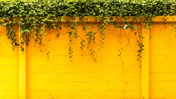 Parede amarela com folhagem — Fotografia de Stock