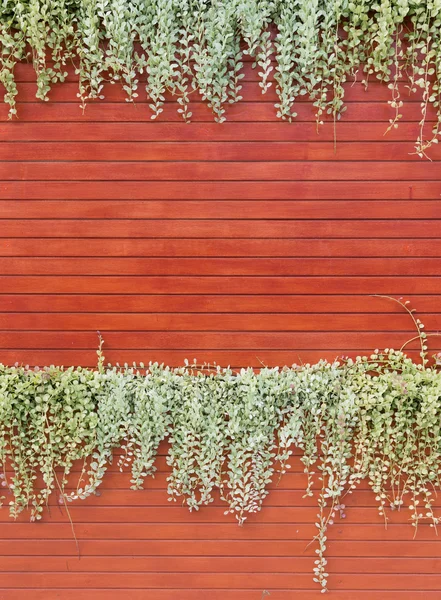 Orange woodden wall with foliage — Stock Photo, Image