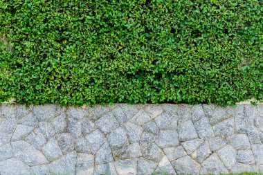 Yeşil yapraklı beton duvar