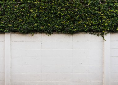 Yeşil yapraklı beton duvar