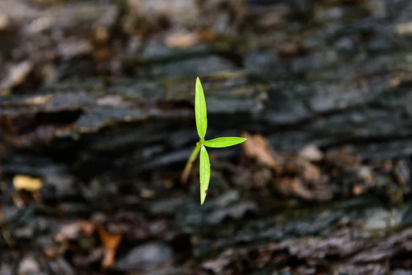緑の芽が成長しています。 — ストック写真