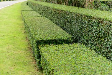 bir de çevre düzenlemesi ve çalılar hedge manikürlü