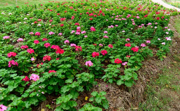 Flor colorida en el jardín — Foto de Stock