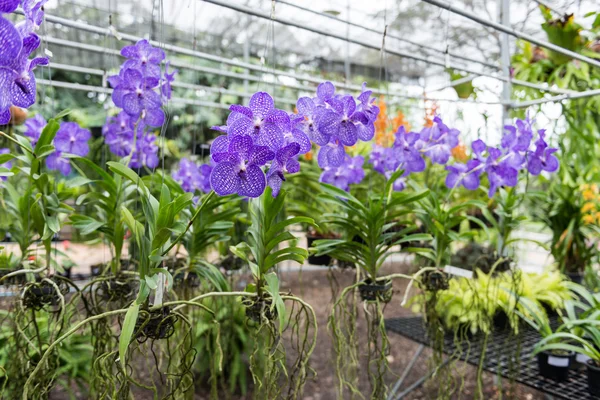 Tropische wilde Orchidee — Stockfoto