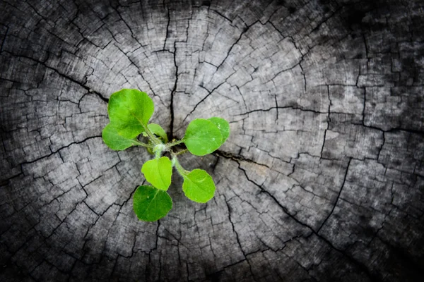 Little tree on Stump — Stock Photo, Image