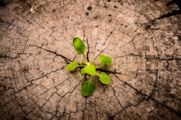 küçük ağaç güdük üzerinde