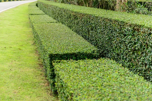 A well landscaped and manicured hedge of bushes — Stock Photo, Image