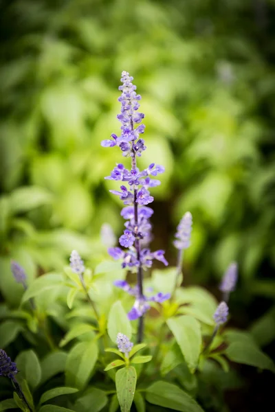 Krásné fialové wild flower — Stock fotografie