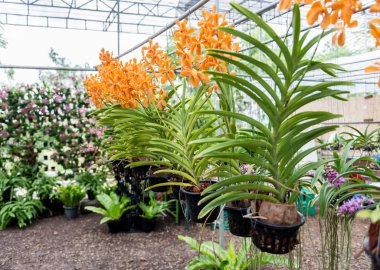 tropikal vahşi orkide