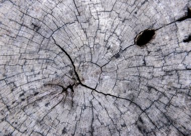 Kesik ağaç gövdesinin ahşap dokusu