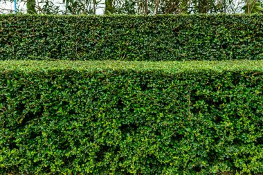 bir de çevre düzenlemesi ve çalılar hedge manikürlü