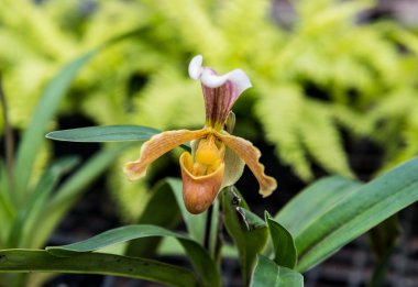 tropikal vahşi orkide