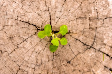 küçük ağaç güdük üzerinde