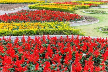 Bahçedeki renkli çiçek.