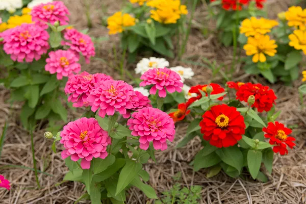 Kleurrijke bloem in tuin — Stockfoto