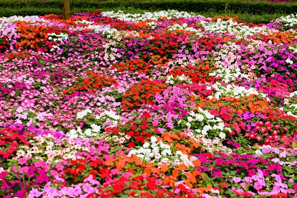 Flor colorida en el jardín — Foto de Stock