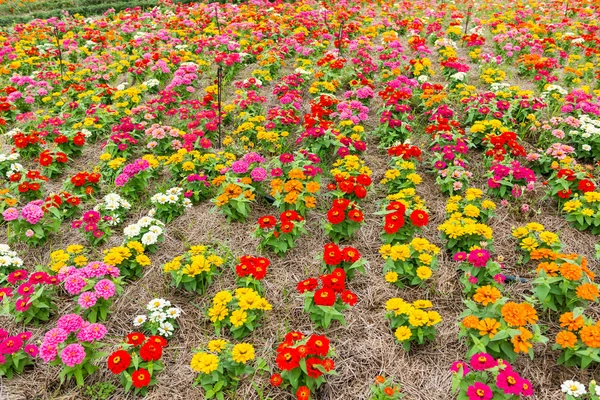 Bunte Blume im Garten — Stockfoto