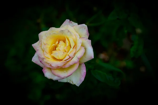 Close-up de uma flor de rosa amarela — Fotografia de Stock