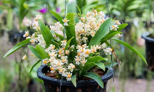 Orquídea Selvagem Tropical — Fotografia de Stock