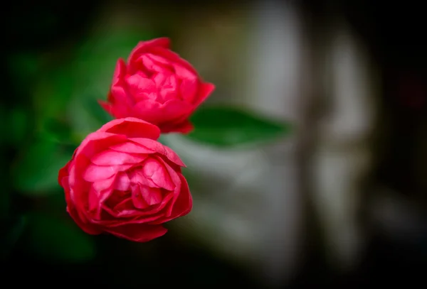 Close up Rosa rosa flor — Fotografia de Stock