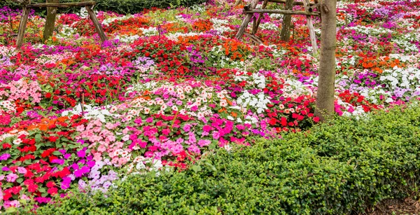 Bonito jardín de flores cuidado — Foto de Stock