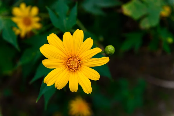 Beautiful yellow wildflowers — Stock Photo, Image