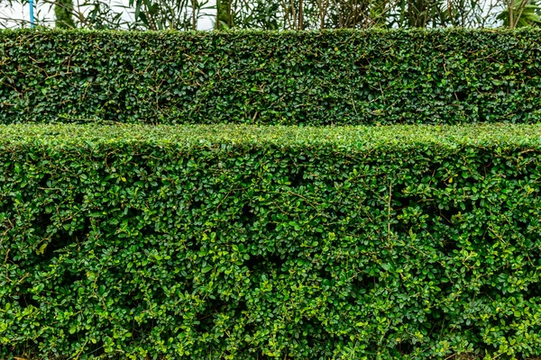 A well landscaped and manicured hedge of bushes — Stock Photo, Image