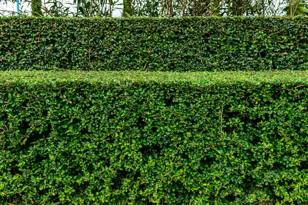 a well landscaped and manicured hedge of bushes