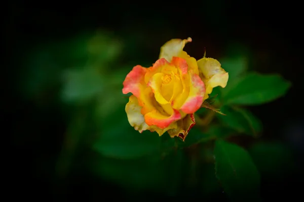 Close-up de uma flor de rosa amarela — Fotografia de Stock