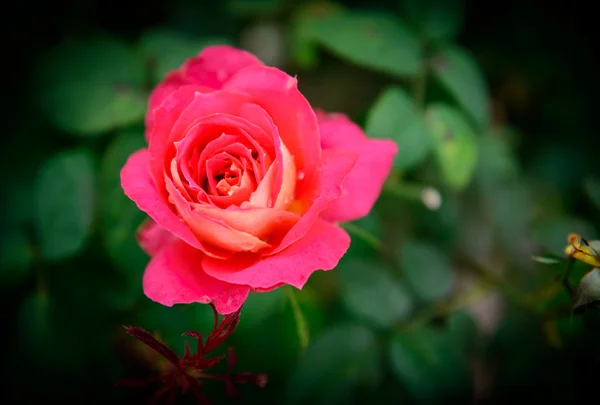 Nahaufnahme rosa Rosenblüte — Stockfoto