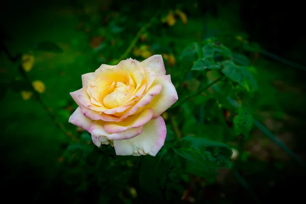 Close-up de uma flor de rosa amarela — Fotografia de Stock