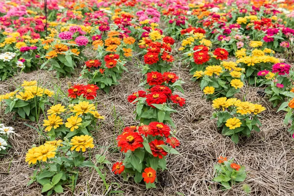 Bunte Blume im Garten — Stockfoto