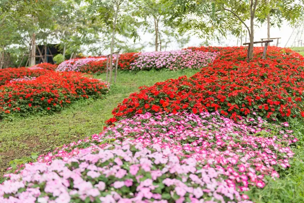 Bonito jardín de flores cuidado — Foto de Stock