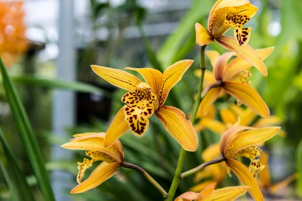 Tropické divoká orchidej — Stock fotografie