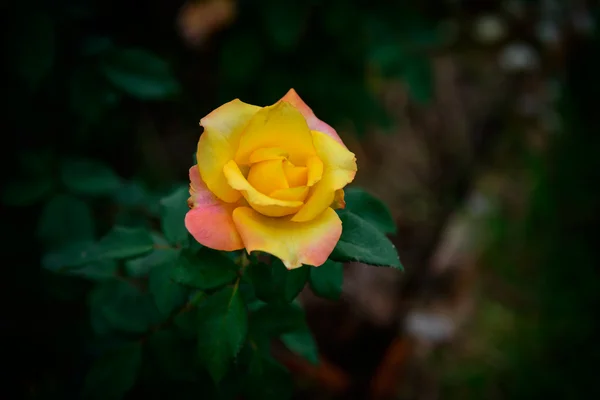 Close-up de uma flor de rosa amarela — Fotografia de Stock