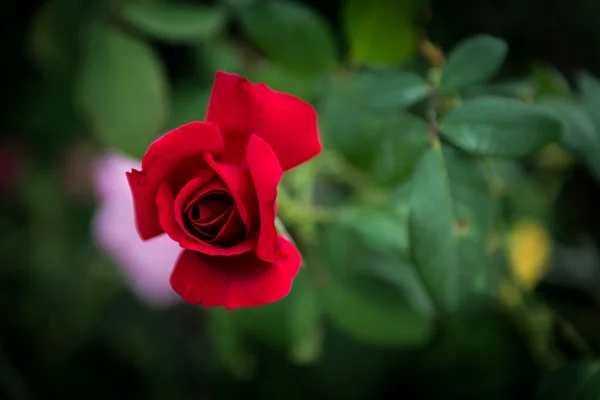 Nahaufnahme rosa Rosenblüte — Stockfoto