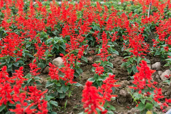 Many red flower in the garden — Stock Photo, Image