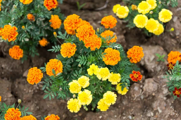 Primer plano de flores amarillas en un campo —  Fotos de Stock