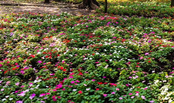 Bunte Blumen im Garten — Stockfoto