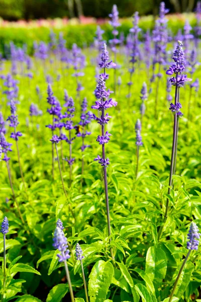 Bella aiuola Salvia nemarosa — Foto Stock