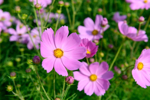 Fleurs colorées dans le jardin — Photo