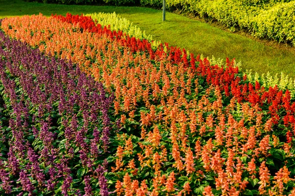 Färgglada blommor i trädgården — Stockfoto