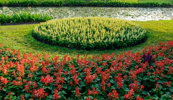 Flores coloridas no jardim — Fotografia de Stock