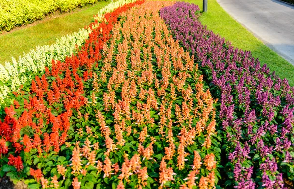 Färgglada blommor i trädgården — Stockfoto