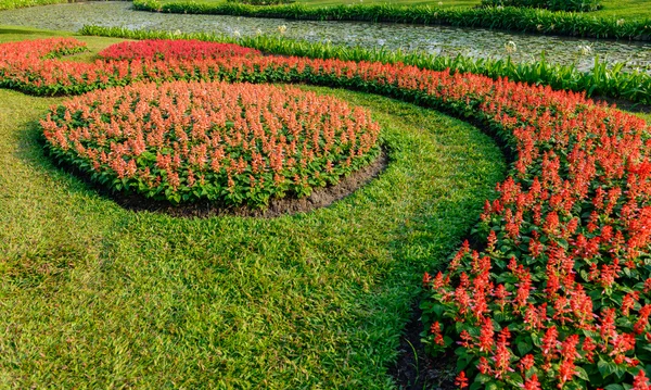 庭の色とりどりの花は — ストック写真