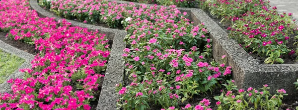 Bunte Blumen im Garten — Stockfoto