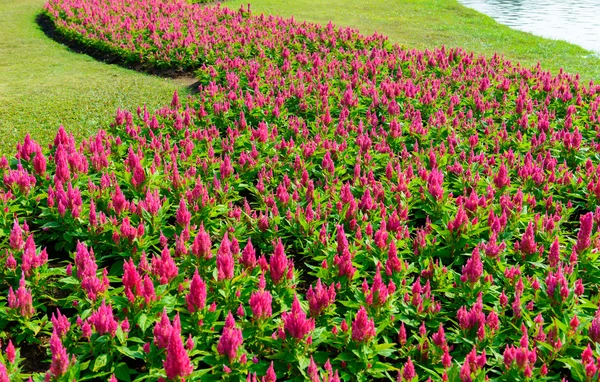 Celosia flower garden — Stockfoto