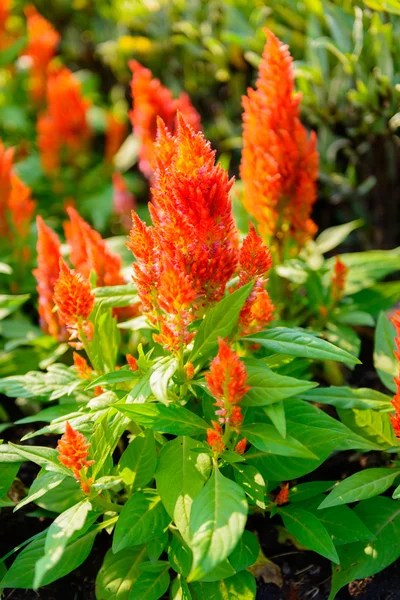 Celosia flower garden — Stockfoto