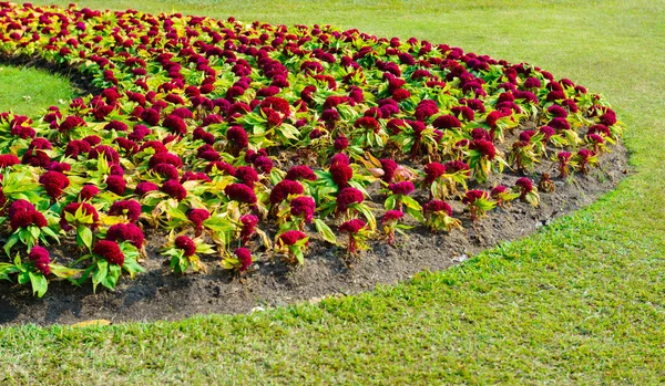 Jardín de flores de celosia roja — Foto de Stock